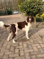 Heidewachtel reu, Parvo, Eén hond, 3 tot 5 jaar, Nederland