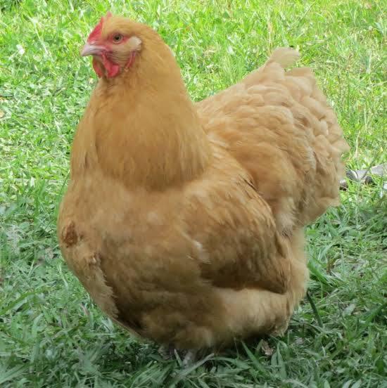 Geboren orpingtons en USA zijdehoender kippen kuikens!, Dieren en Toebehoren, Pluimvee