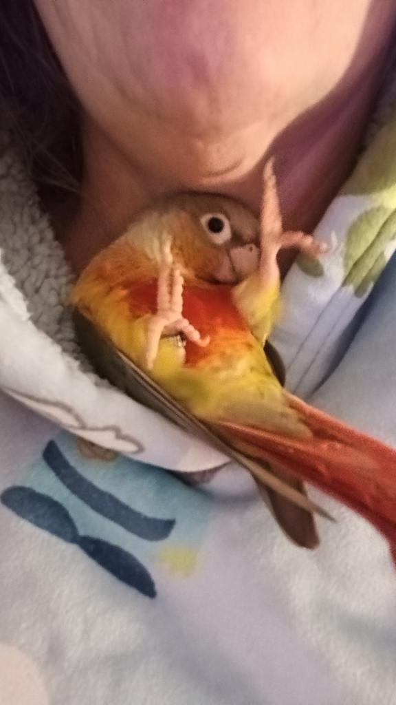 2 tamme pyrrhura geslacht onbekend, Dieren en Toebehoren, Vogels | Parkieten en Papegaaien, Geslacht onbekend, Parkiet