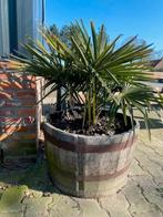 Palmboom in houten vat, Vaste plant, Bloeit niet, Halfschaduw, Ophalen