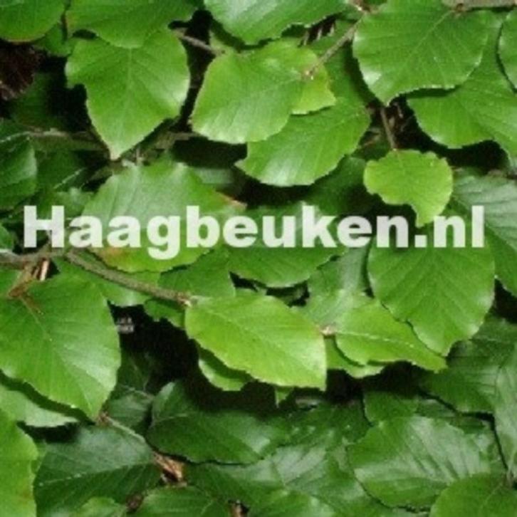 Haagbeuken nl