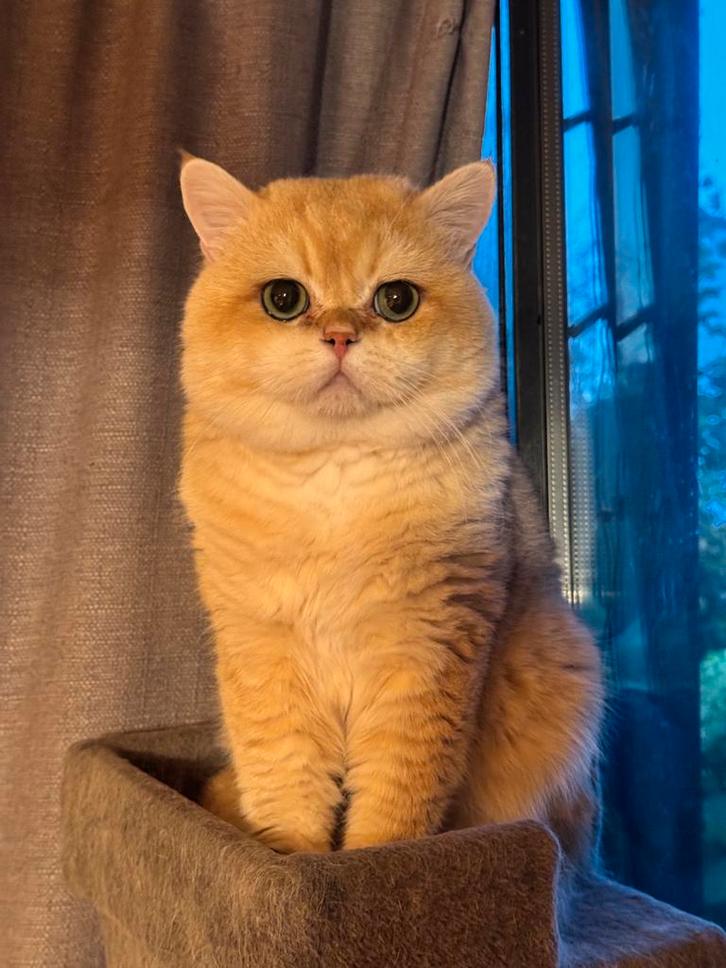 Miss Milo