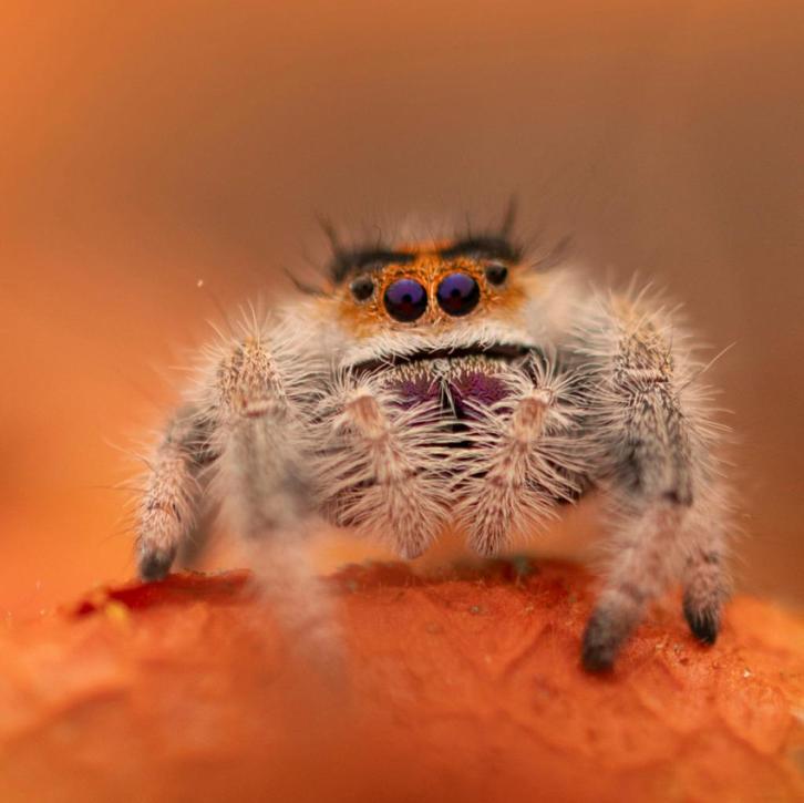 TropicalJumpingSpiders