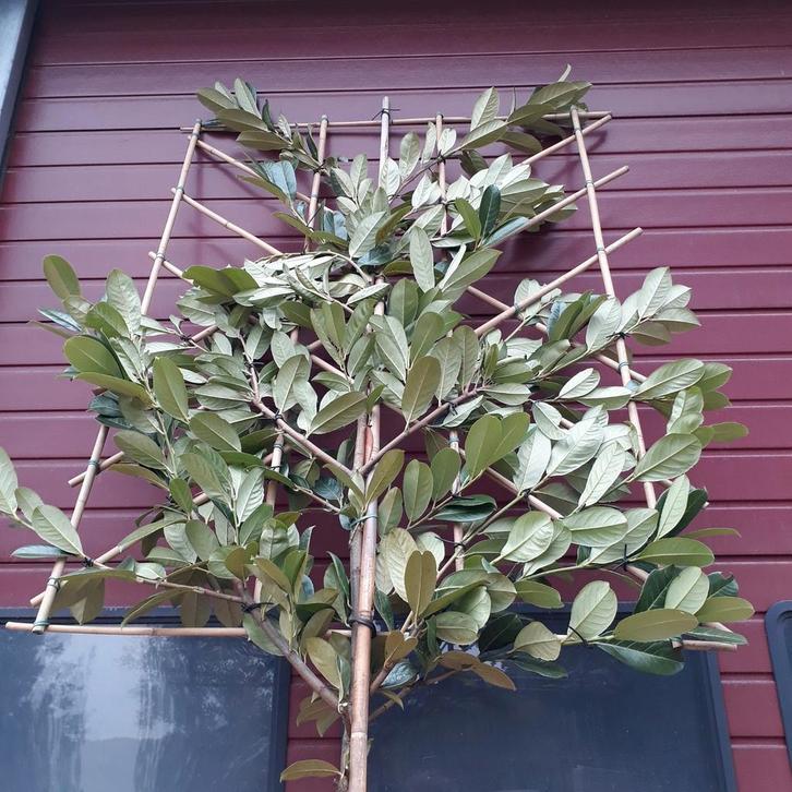 Parasolboom Prinsenbeek