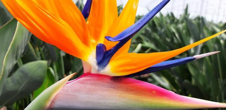 mvo Strelitzia