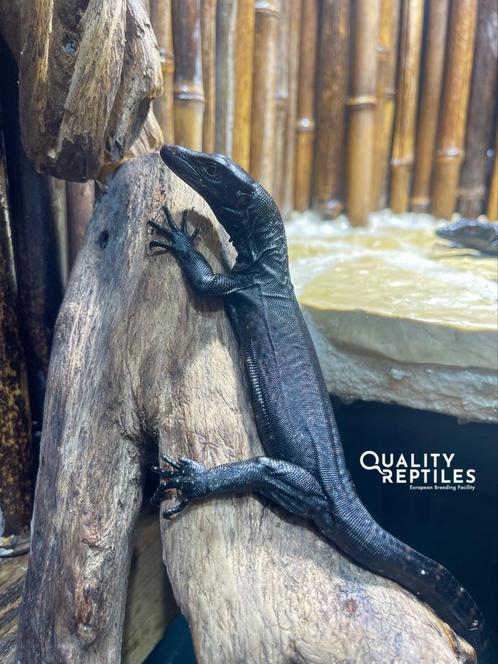 Quality Reptiles