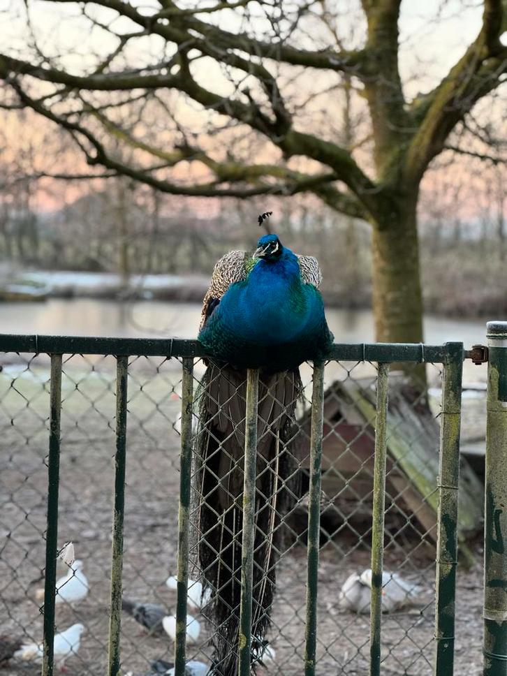 Rob