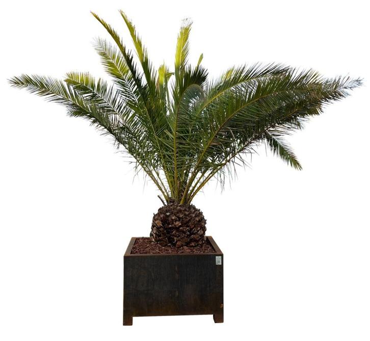 Brabantpalm