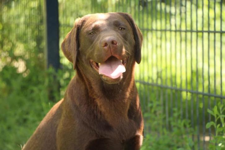 dierenpension Olieke