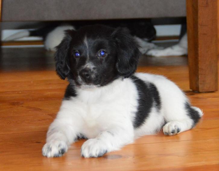 Puppy's met Liefde