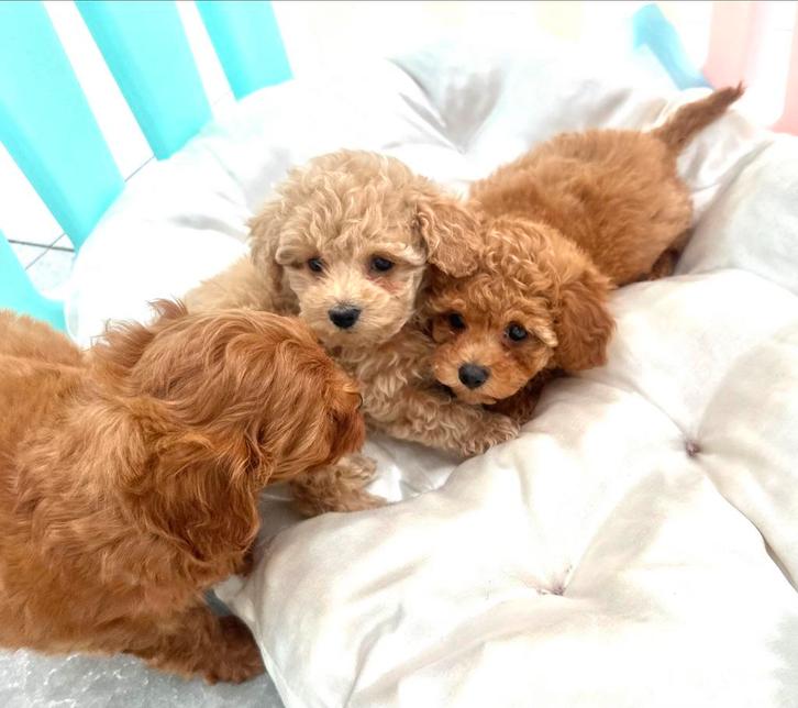 PuppyLove  ❤️