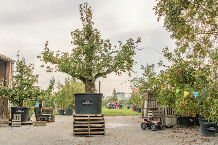 Oude Fruitbomen