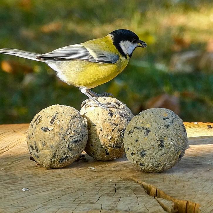 Vogelvoerkopen