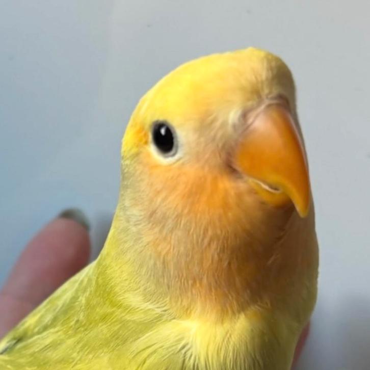 Agapornis / Dwergpapegaai