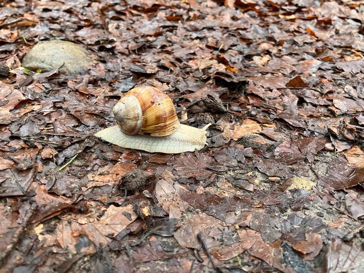 Handelsonderneming Kooiman