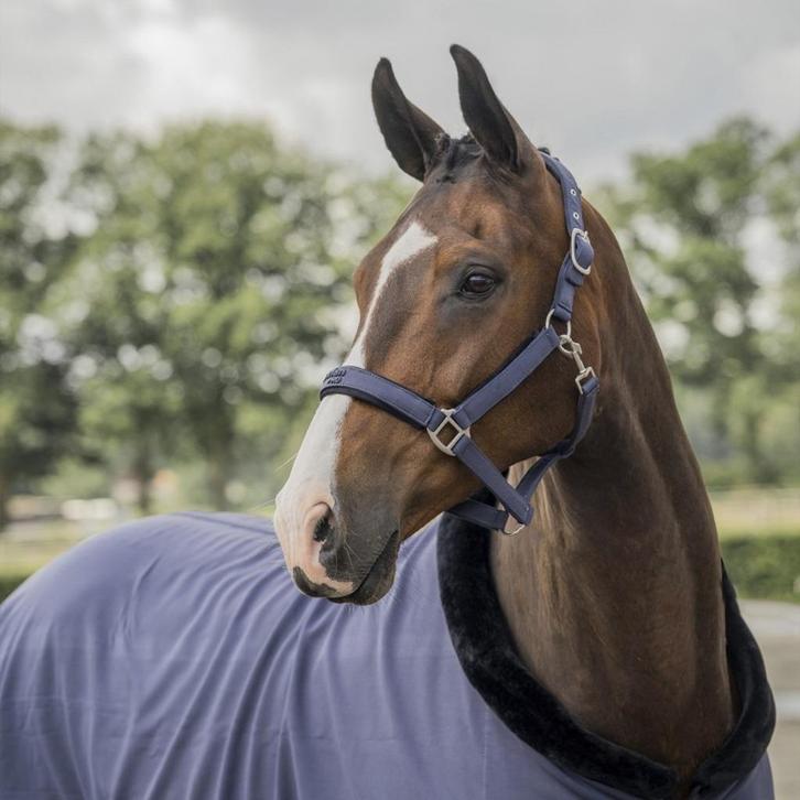 TPPS Paardenenponyspullen 