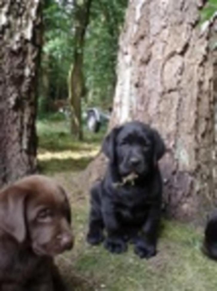 Labradors uit het Betuwse veld