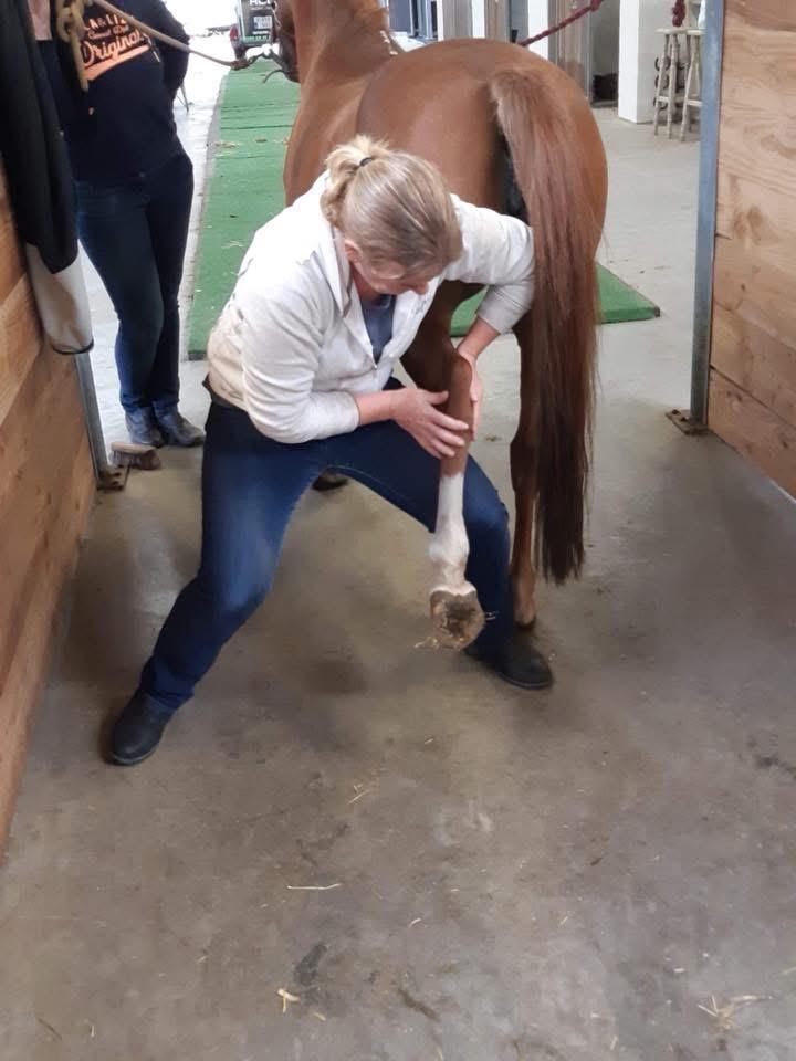 paardenosteopaat marlous