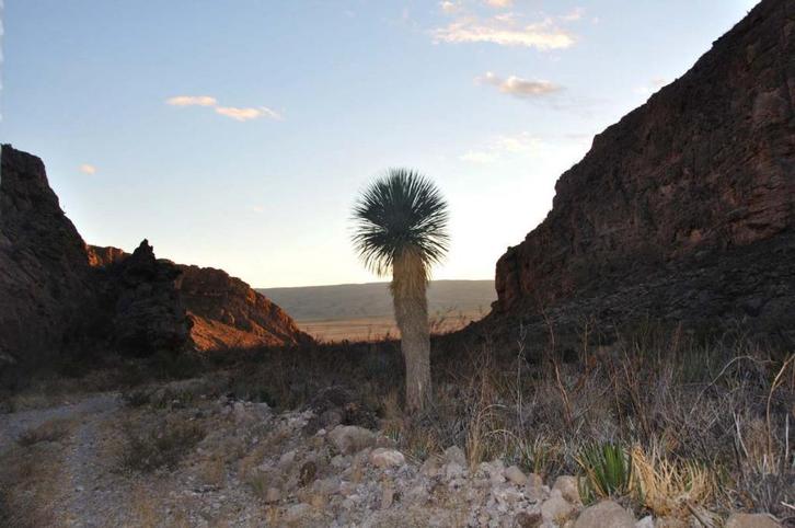 American Desert Plants