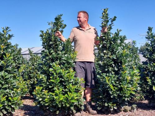 Plantenservice Niessen