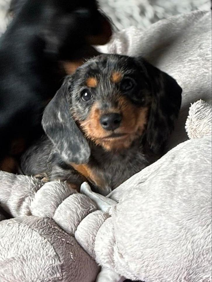 onze Teckels