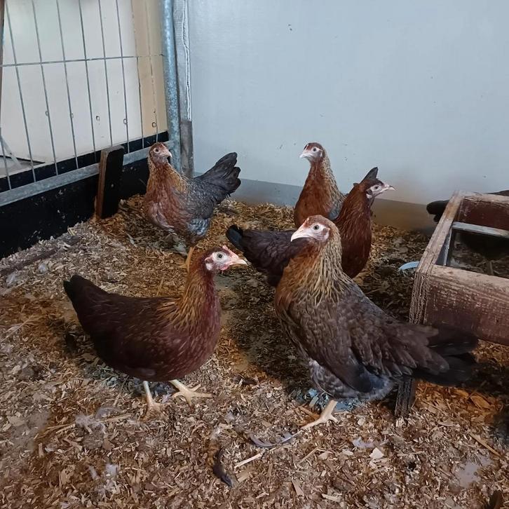 Overgaauw de Kippenboer