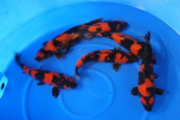 Koi en Steur Twello