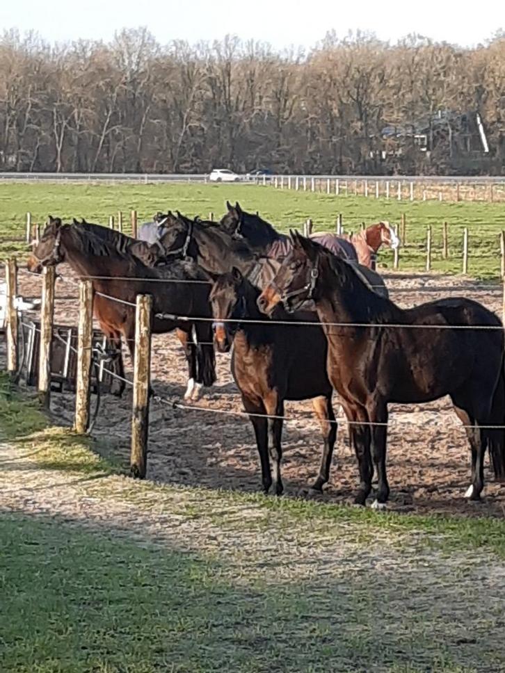 Belle Hoeve
