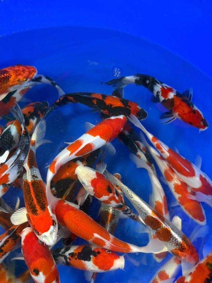 A2KOI BV