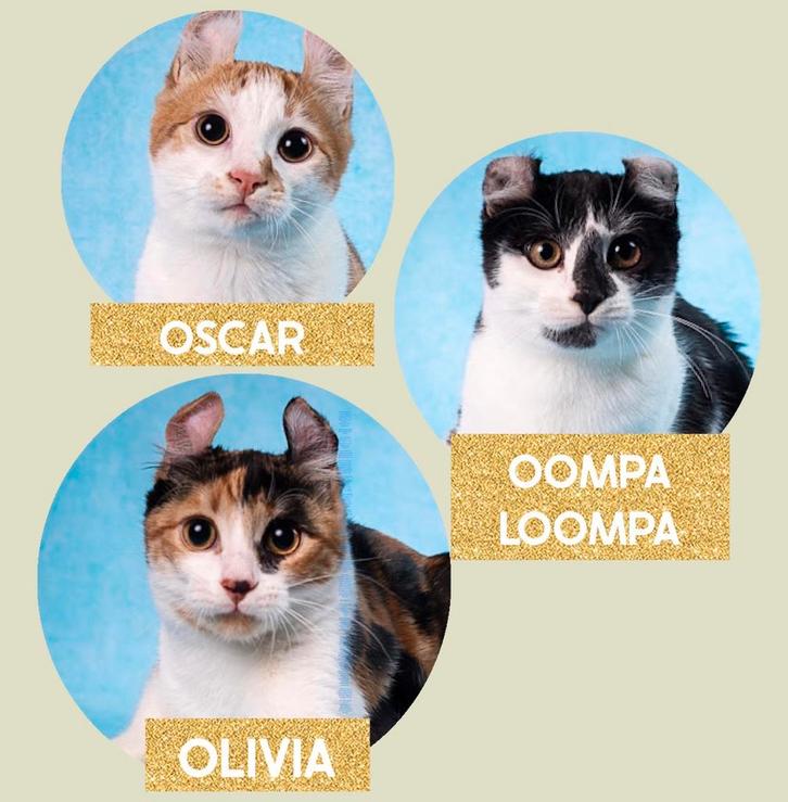 “Loving Murka” Cattery