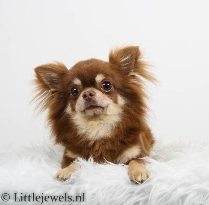Kennel Little Jewels