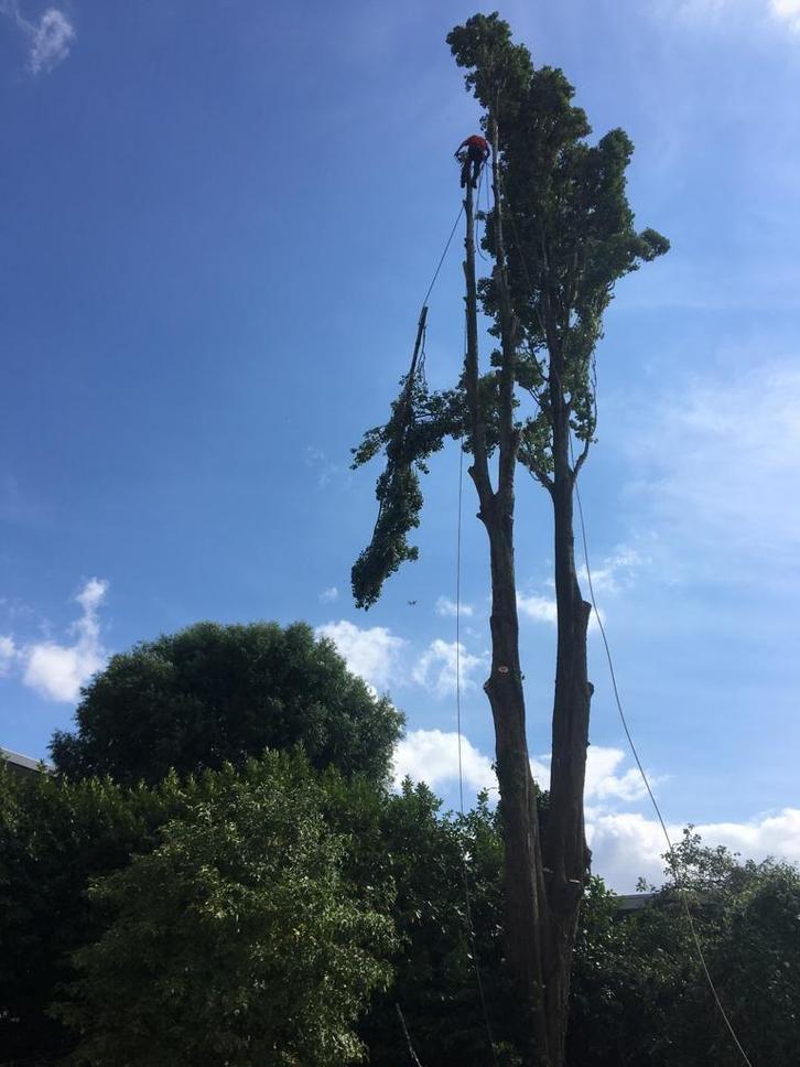 Willemse Boomverzorging rooierij